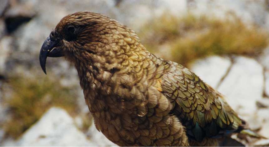 kea bird